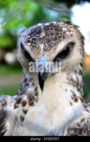 Nahaufnahme eines jungen Marshalladlers (Polemaetus bellicosus) im Queen Elizabeth National Park - Uganda Stockfoto