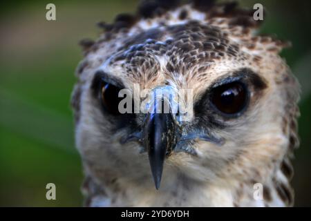 Nahaufnahme eines jungen Marshalladlers (Polemaetus bellicosus) im Queen Elizabeth National Park - Uganda Stockfoto