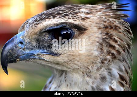 Nahaufnahme eines jungen Marshalladlers (Polemaetus bellicosus) im Queen Elizabeth National Park - Uganda Stockfoto