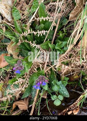 Schmalblättriges Lungenkraut (Pulmonaria longifolia) Stockfoto