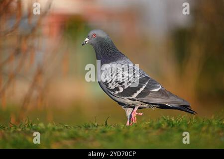 Taube. Wunderschöne Aufnahme von Vögeln in der Natur bei Sonnenuntergang. Stockfoto