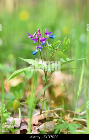 Wunderschöne blau-violette Blume in einem Wald auf grünem natürlichen Hintergrund. Frühlingserbse (Lathyrus vernus) Stockfoto