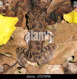 Rauer Frosch (Pulchrana glandulosa) Stockfoto