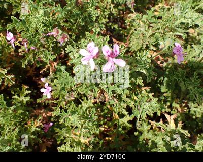 Eichenblättrige Geranie (Pelargonium quercifolium) Stockfoto