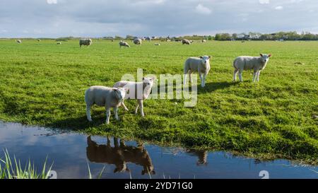 Eine malerische Szene in Texel, Niederlande, mit einer Gruppe von Schafen, die friedlich auf einem grasbewachsenen Feld neben einem ruhigen Teich weiden Stockfoto