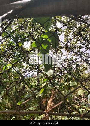 Doppelblume Passionsblume (Passiflora biflora) Stockfoto