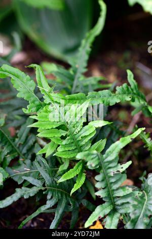 Polypodium glycyrrhiza Longicaudatum, harter immergrüner Farn, Lakritzfarn, stiftgelappte Fronds, Pinna, Pinnae, Frond, Fronds, Laub.Farns, Polypodie, RM Flo Stockfoto