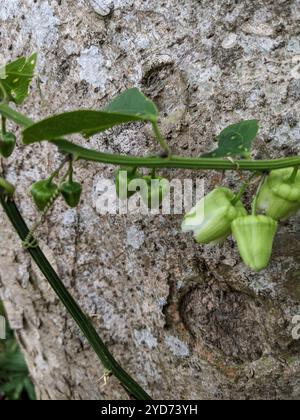 Doppelblume Passionsblume (Passiflora biflora) Stockfoto