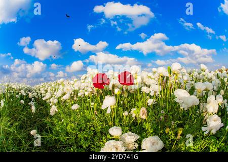 Die Kibbutzim des Südens wachsen schöne Blumen. Helle Frühlingssonne und üppige Wolken. Malerische Felder mit großen Frottee-weißen Butterblumen/Ranunkeln. I Stockfoto