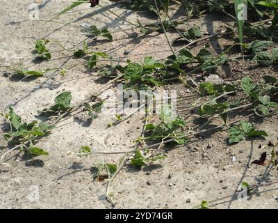 Violette Buschbohne (Macroptilium atropurpureum) Stockfoto