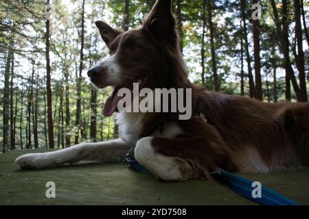 Happy Border Collie liegt auf einem Steintisch in einem State Park in New York Stockfoto