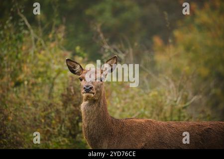 Hirsch Stockfoto