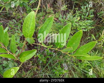lorbeerblatt greenbrier (Smilax laurifolia) Stockfoto