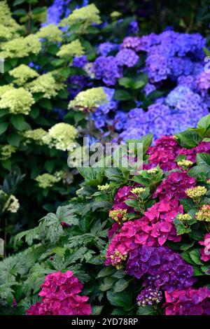 Rosa Blau und Limettenblüten Hyndrageas, gemischte Hydrangea paniculata Rampenlicht, Hortensien, weiß, grün, Blume, Blumen, Blüte, Blüte, RM Flora Stockfoto