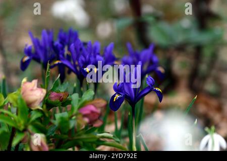 iris reticulata, blaue Iris, blaue Iris, blaue Iris, Winter, Nahaufnahme, Pflanzenporträts, blaue Blumen, Winterblumen, RM-Blumen Stockfoto