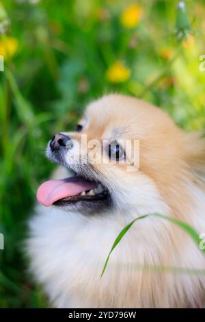 Ein lächelnder Pommerschen Hund im Gras. Ein rothaariger Pommeraner. Ein Haustier auf einem Spaziergang. Foto für das Cover . Tierfoto für Prin Stockfoto