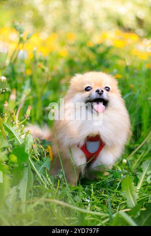 Ein lächelnder Pommerschen Hund im Gras. Ein rothaariger Pommeraner. Ein Haustier auf einem Spaziergang. Foto für das Cover . Tierfoto für Prin Stockfoto