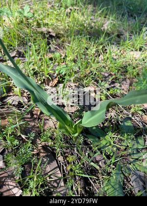 Wellige Seifenpflanze (Chlorogalum pomeridianum) Stockfoto