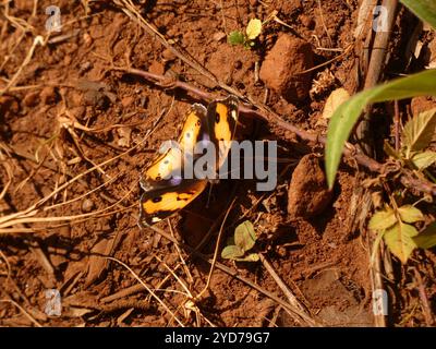 Afrikanisches gelbes Stiefmütterchen (Junonia hierta Cebren) Stockfoto