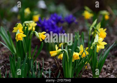 narcissus tetete a tete, Iris reticulata, gelbe und blaue Blumen, Narzissen und Iris, blaue Iris, blaue Iris, blaue Iris, Winter, Nahaufnahme, Pflanzenporträts, blaue Blumen, wint Stockfoto