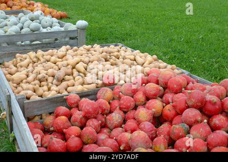 Kürbis Stockfoto