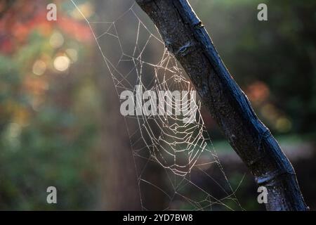 Eine Nahaufnahme eines Spinnennetzes an einem sonnigen Herbstmorgen Stockfoto