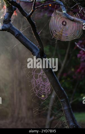 Hübsche Spinnennetze an einem Herbstmorgen, mit Licht, das von bunten Blättern reflektiert wird Stockfoto