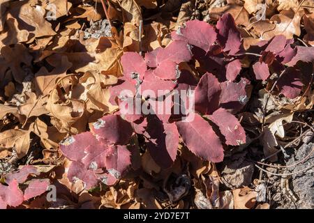 Kriechende Mahonie (Berberis repens) Stockfoto