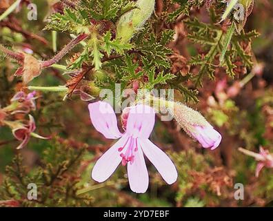 Eichenblättrige Geranie (Pelargonium quercifolium) Stockfoto