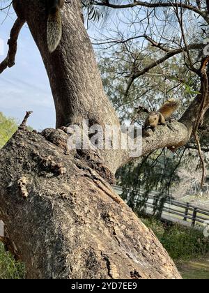 Taiwan Eichhörnchen (Callosciurus erythraeus thaiwanensis) Stockfoto