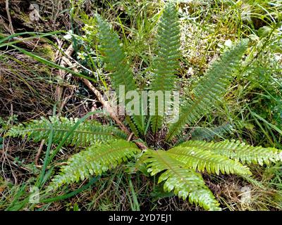 Kronfarn (Lomaria-Verfärbung) Stockfoto