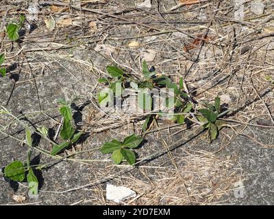 Violette Buschbohne (Macroptilium atropurpureum) Stockfoto