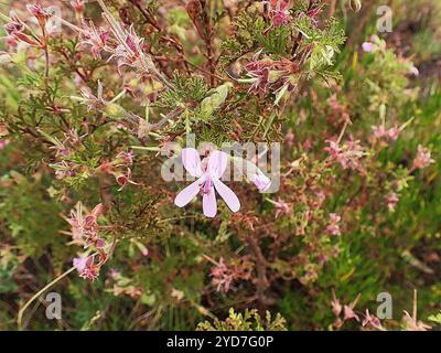 Eichenblättrige Geranie (Pelargonium quercifolium) Stockfoto