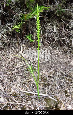 Zwiebeln-Orchideen (Microtis unifolia) Stockfoto