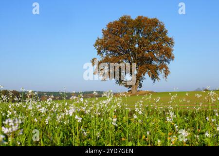 Alte Eiche mit Ölrettich im Herbst Stockfoto