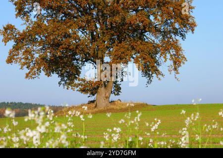 Alte Eiche mit Ölrettich im Herbst Stockfoto