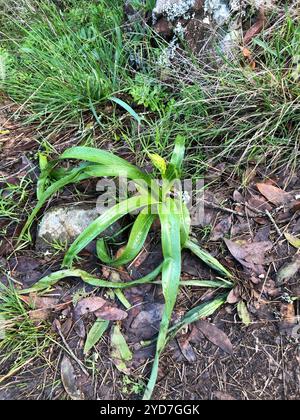 Wellige Seifenpflanze (Chlorogalum pomeridianum) Stockfoto