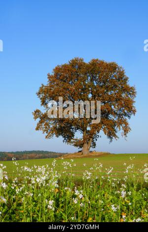 Alte Eiche mit Ölrettich im Herbst Stockfoto