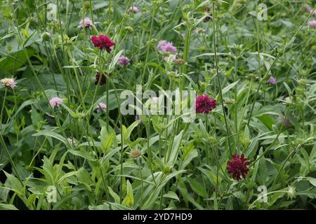 Knautia macedonica, mazedonische Witwenblüte Stockfoto