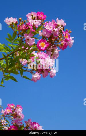 Rosafarbene Kletterrosen Stockfoto