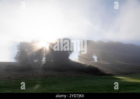 Morgensonnenlicht filtert durch den Nebel und die Baumkronen in der Nähe von Kelso, Schottland. Stockfoto