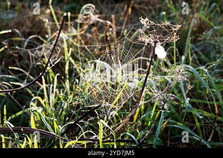 Im Herbst an der schottischen Grenze baumeln Tau aus einem Spinnennetz. Das Internet wird von der dunklen Morgensonne hinterleuchtet. Stockfoto