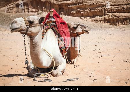 Nahaufnahme von zwei Kamelen, die auf dem Sand in der Wüste auf dem goldenen Sand liegen Ägypten Dahab Sinai Stockfoto