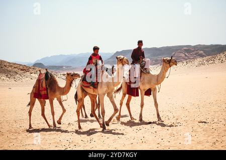 Drei Kamele, die auf dem Sand in der ägyptischen Wüste Dahab Sinai spazieren. Auf ihnen sitzen 2 arabische Beduinenjungen. Bild der Wüste und der Berge auf dem Sinai. Stockfoto