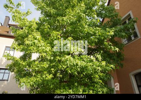 Liquidambar styacifula, amerikanischer Süßstoff Stockfoto