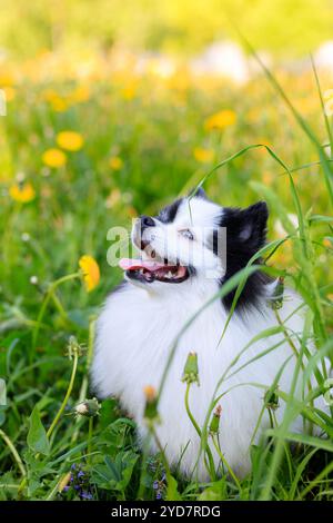 Ein lächelnder Pommerschen Hund im Gras. Schwarz-weiß pommern. Ein Haustier auf einem Spaziergang. Foto für das Cover . Foto eines Tieres f Stockfoto