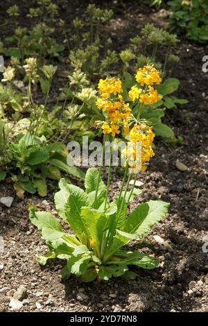 Primula bulleyana, Kerzenleuchter-Primel Stockfoto