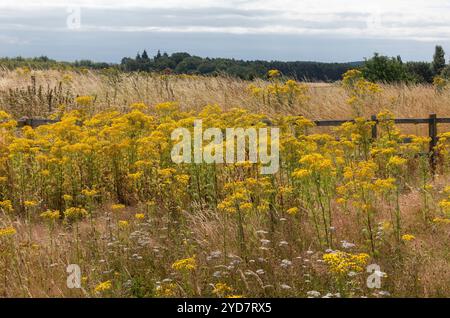 Auf einer sonnigen Wiese blüht das bunte Ragkraut, das die goldene Landschaft mit leuchtend gelben Blüten aufwertet Stockfoto