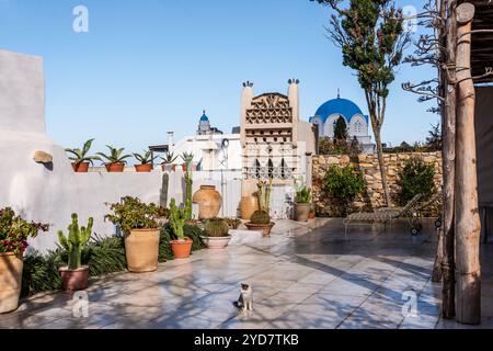 Katze auf der Terrasse eines historischen Hauses mit Topfkaktus auf der Insel Tinos in Griechenland Stockfoto