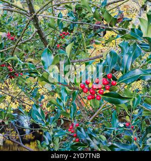 Die roten Beeren eines großen dichten Stechpalmenbaums, Ilex aquifolium, bilden einen Kontrast zum grünen Laub der Pflanze im Herbstlicht. Stockfoto